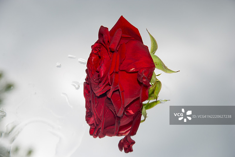 红玫瑰特写，背景为白色图片素材