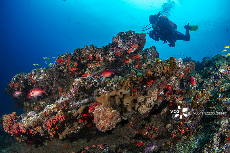 海洋生物学家研究珊瑚白化现象。图片素材