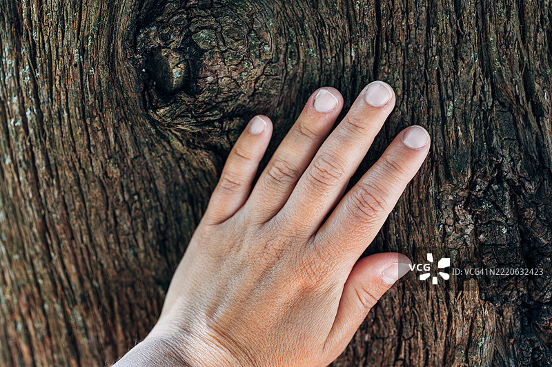 女性手掌放在树干上图片素材