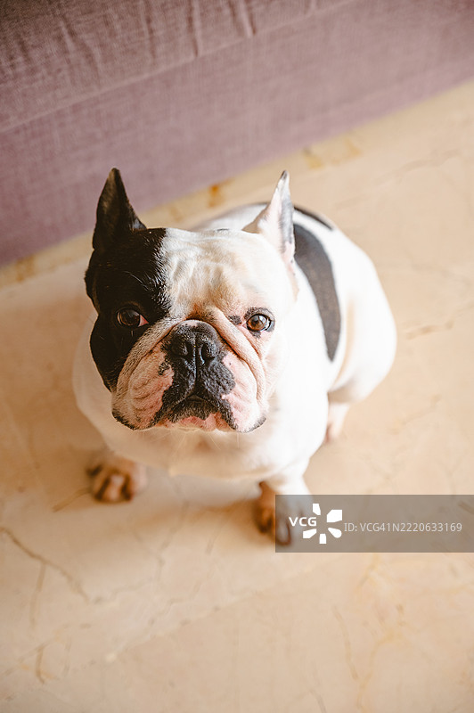 法国斗牛犬特写图片素材