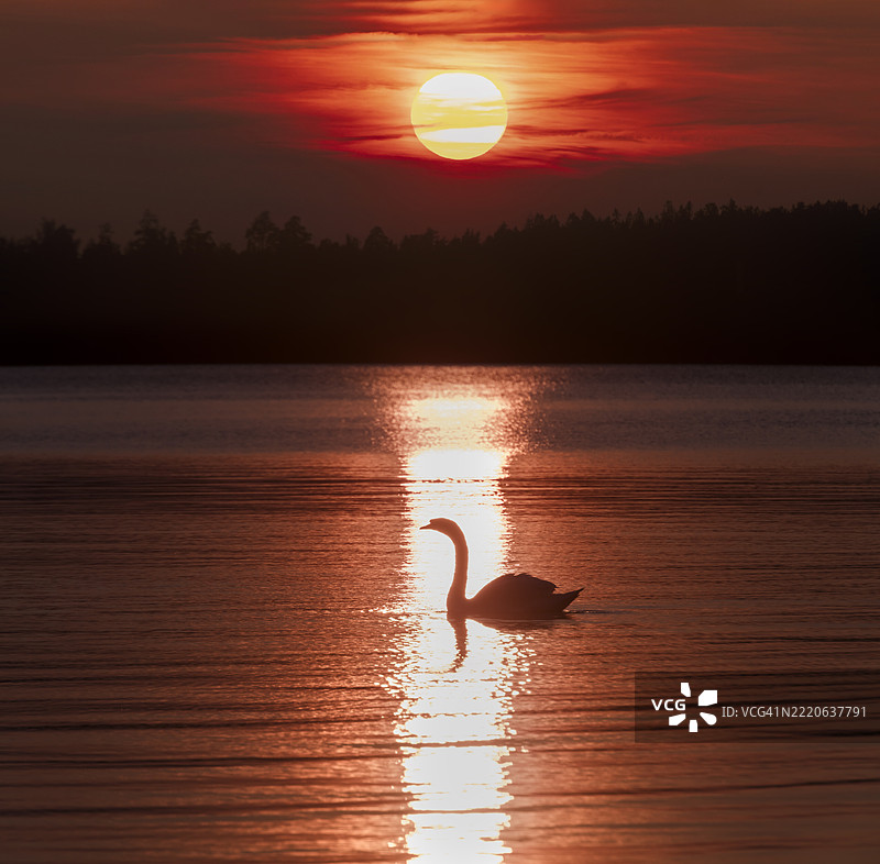 美丽的无声天鹅缓缓滑过海面，背景中夕阳西下，红色的阳光倒映在水面上。图片素材