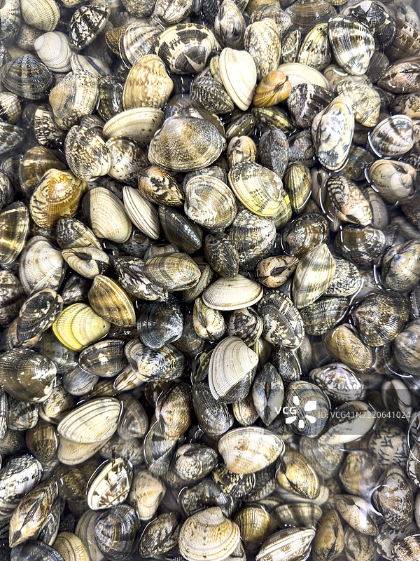 马尼拉蛤蜊图片素材