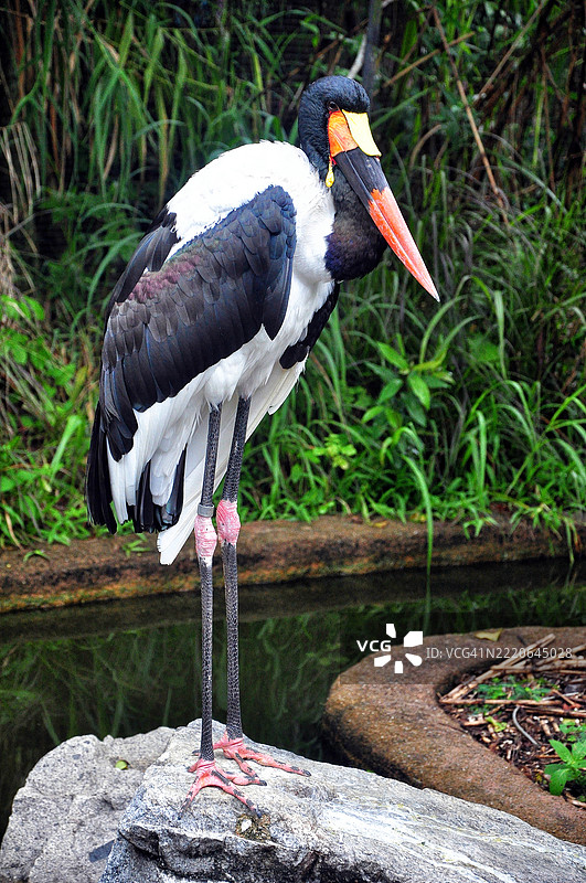骑马鹳站在岩石上图片素材