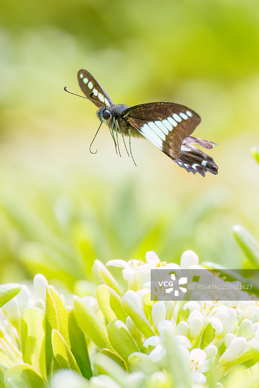 一只美丽的蓝斑凤蝶（Graphium sarpedon，凤蝶科）在花丛中翩翩起舞。图片素材