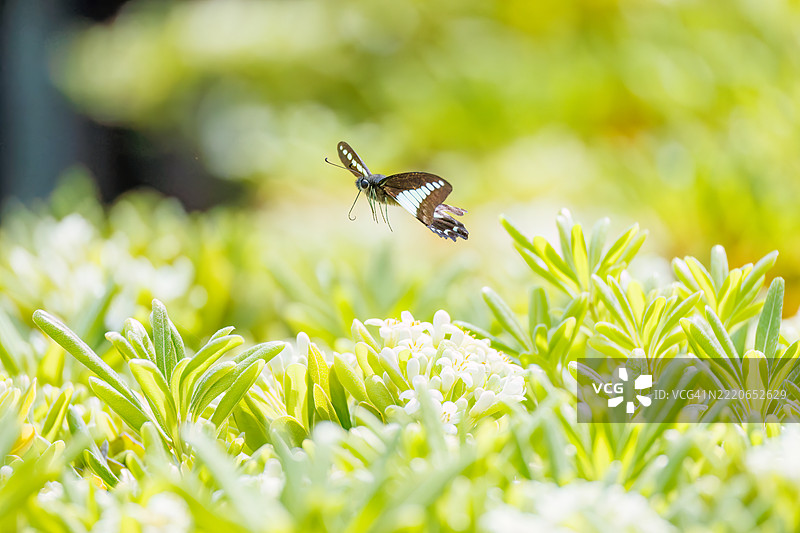 一只美丽的蓝斑凤蝶（Graphium sarpedon，凤蝶科）在花丛中翩翩起舞。图片素材