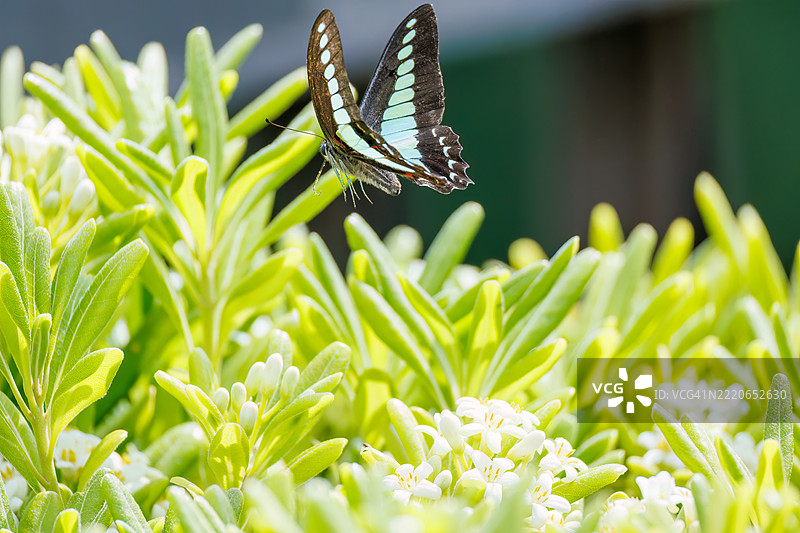 一只美丽的蓝斑凤蝶（Graphium sarpedon，凤蝶科）在花丛中翩翩起舞。图片素材