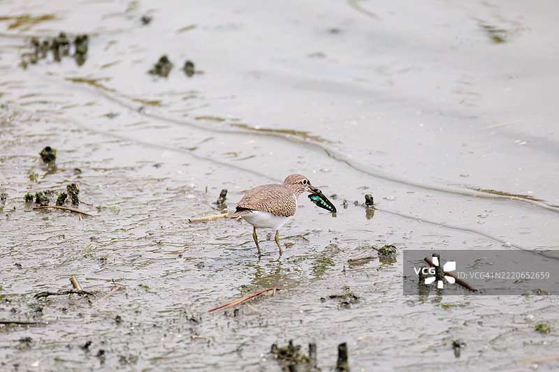美丽的普通沙鸥（Actitis hypoleucos，属于鸻科）拍打着翅膀飞出，捕捉普通蓝瓶蝶（Graphium sarpedon）。图片素材
