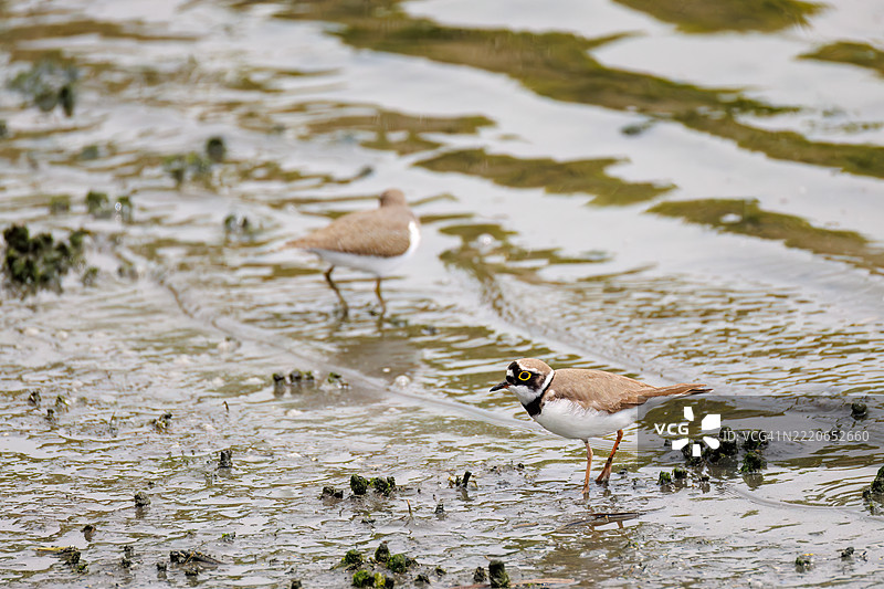 美丽的小环颈鸻(Charadrius dubius)。美丽的普通沙鸥(Actitis hypoleucos,属于鹬科)正在拍打翅膀飞出。它们正在打斗。图片素材