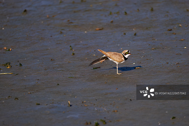 美丽的小环颈鸻，Charadrius dubius，正在拍打翅膀飞起。图片素材