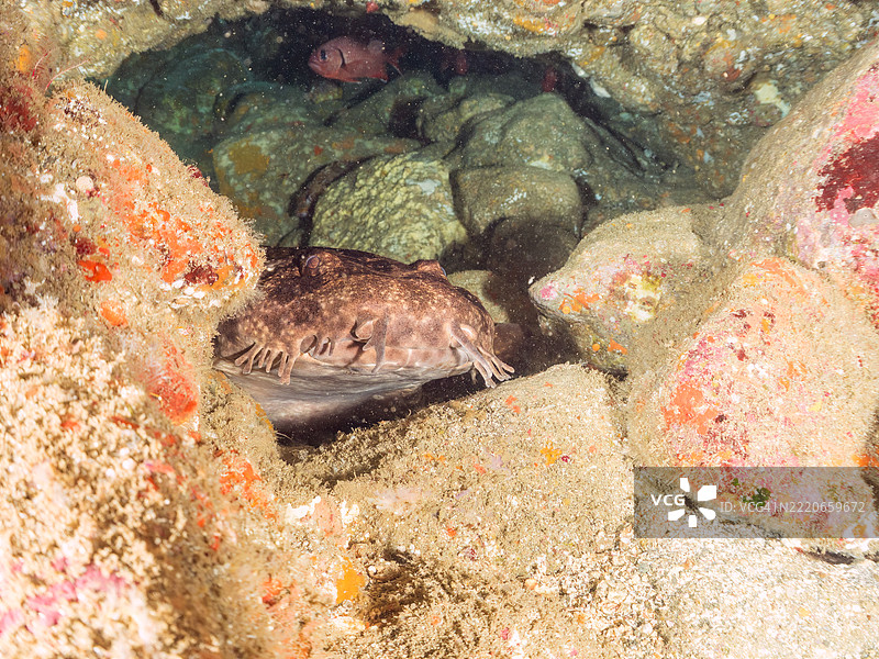 日本扁鲨，Orectolobus japonicus，鲨鱼，位于海洞中。它们通常生活在较深的水域，但在初夏时会来到浅海洞中产仔。图片素材