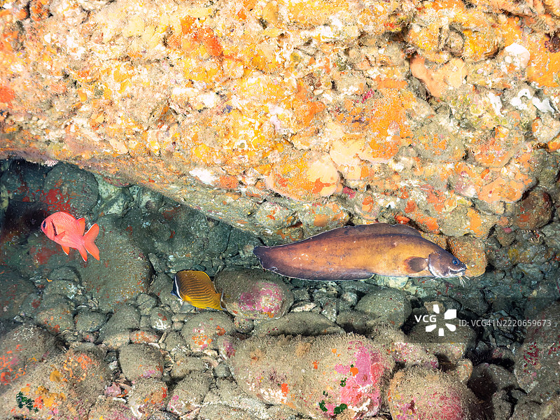 山羊须鱼,Brotula multibarbata,大鳞士兵鱼,Myripristis kochiensis,红衣鱼,Sargocentron rubrum,东方蝴蝶鱼,Chaetodon aurites,鱼群在海洞中。图片素材