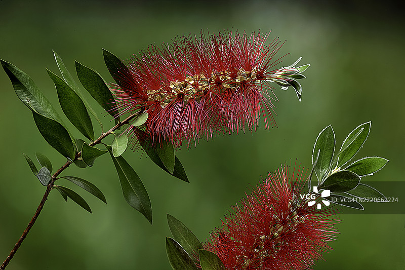 柠檬瓶刷（Callistemon citrinus，瓶刷、深红瓶刷、柠檬瓶刷）图片素材