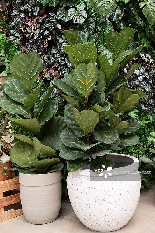 两盆植物，其中一盆是蕨类植物，正并排放在一起。图片素材