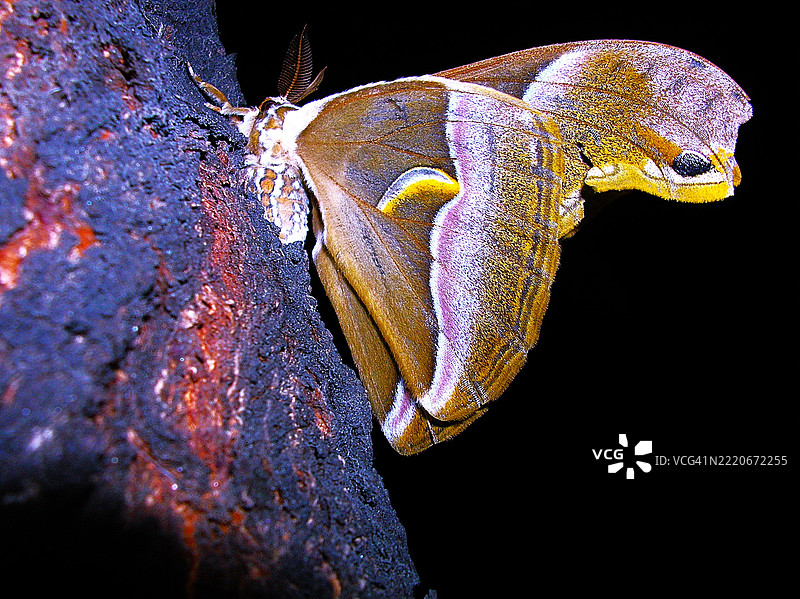 皮革木蛾（雄性）蚕蛾图片素材