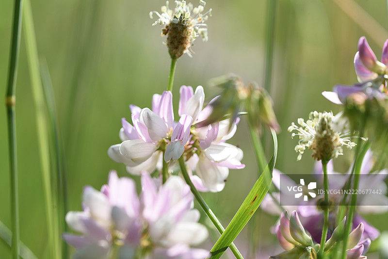 冠状花图片素材