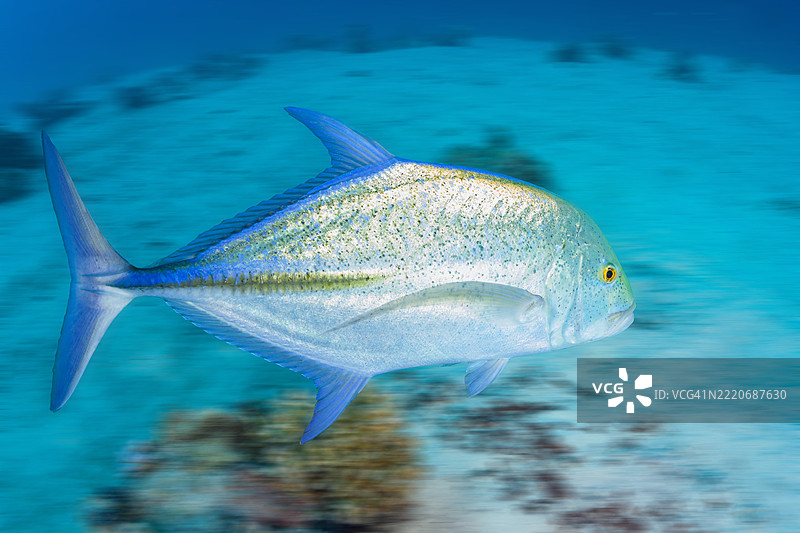 金枪鱼，橙斑鲹，快速游动，运动模糊蓝色背景，水下照片 海洋生物图片素材