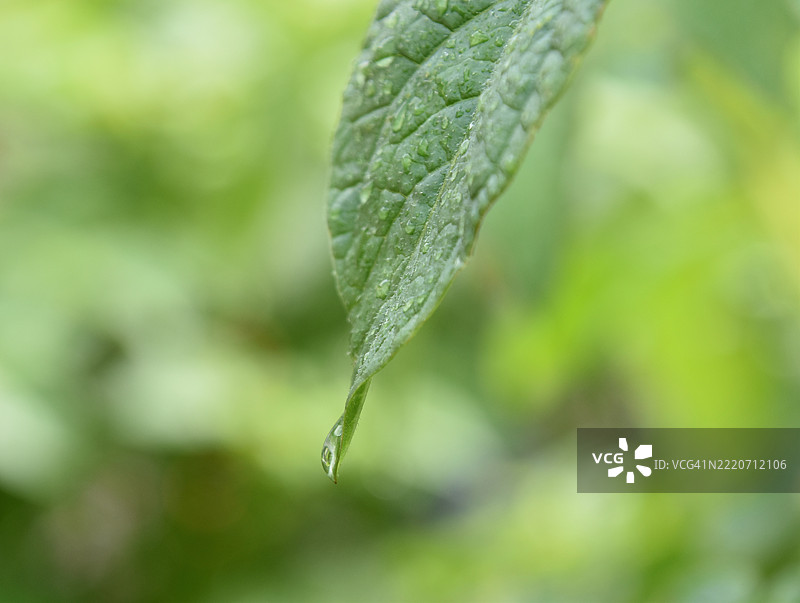 带有雨滴的花朵，美丽的自然图片素材
