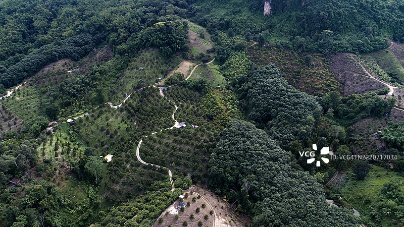 高山上的热带美味：迷人的榴莲果园，位于泰国的风景区图片素材