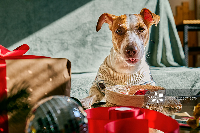 穿着温暖毛衣的搞笑杰克拉塞尔梗狗狗在圣诞礼物和装饰品旁边看着镜头图片素材
