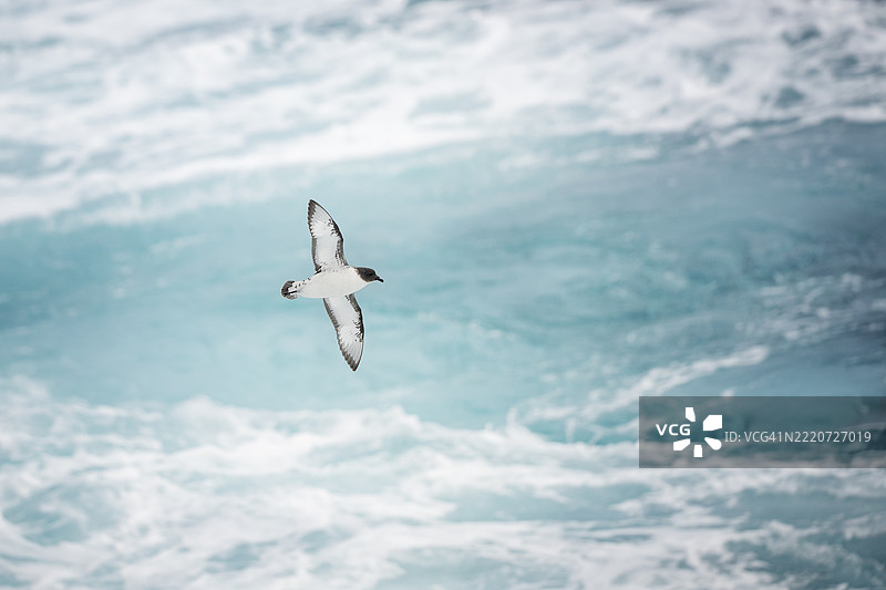 在德雷克海峡飞行中的开普海燕特写，前往南极洲。图片素材