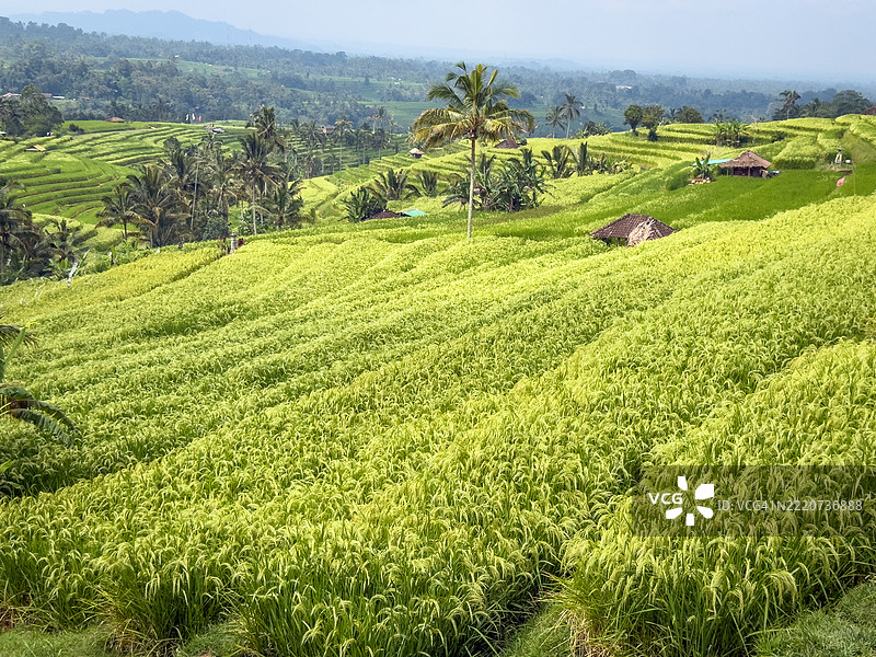 贾蒂卢威稻田梯田图片素材