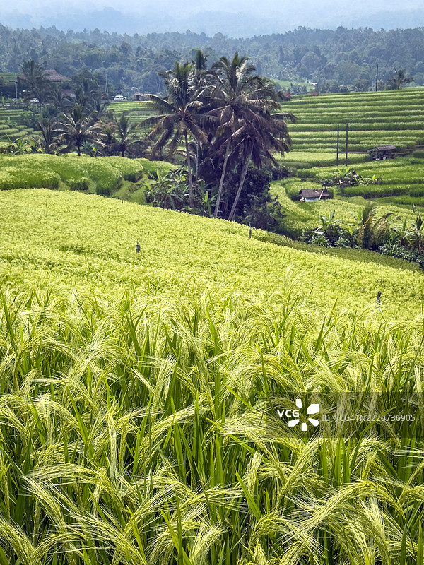贾蒂卢威稻田梯田图片素材