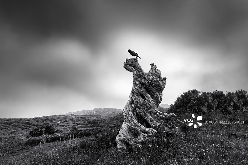 低角度视图的乌鸦栖息在岩石上，背景是天空图片素材