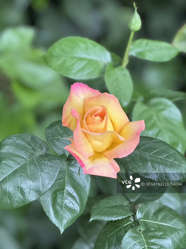 西班牙的玫瑰植物特写图片素材