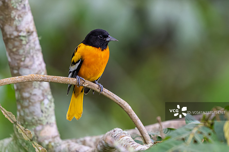 巴尔的摩黄鹂（Icterus galbula）是一种小型的黑鸟。图片素材