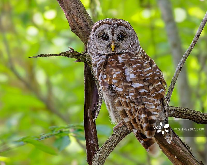 栖息在树枝上的条纹猫头鹰特写， 美国图片素材