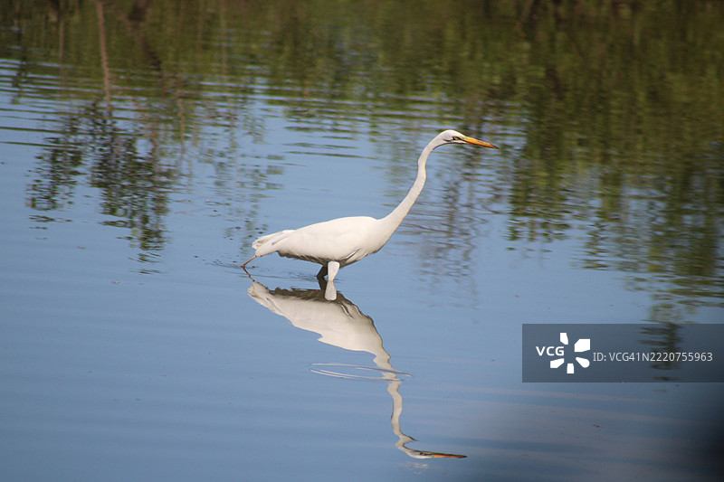 鸟在湖边站立的侧面视图，克里夫科尔，密苏里州，美国图片素材