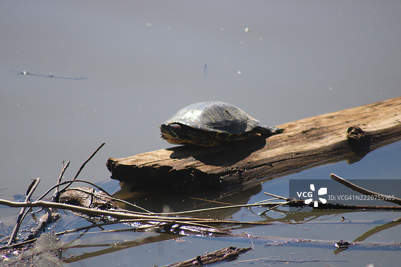 密西西比州克里夫科尔湖上木头上的红耳龟特写图片素材