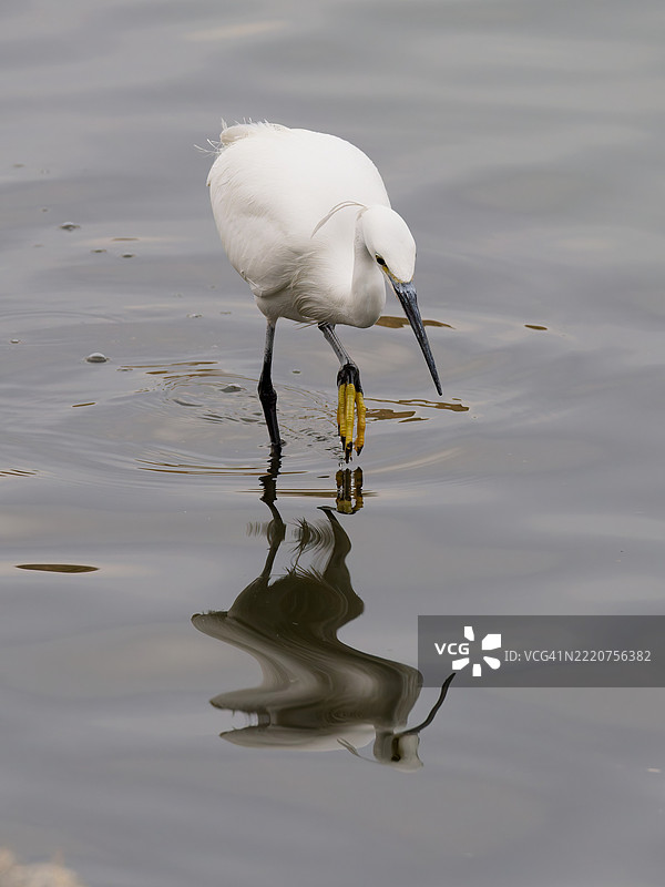 小白鹭在湖中觅食 - 20250216-3图片素材