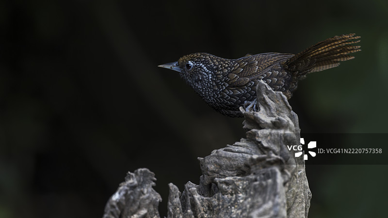 歌鸲栖息在木头上的特写镜头图片素材