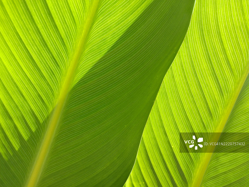 热带叶子的全景拍摄，夏洛特，北卡罗来纳州，美国图片素材