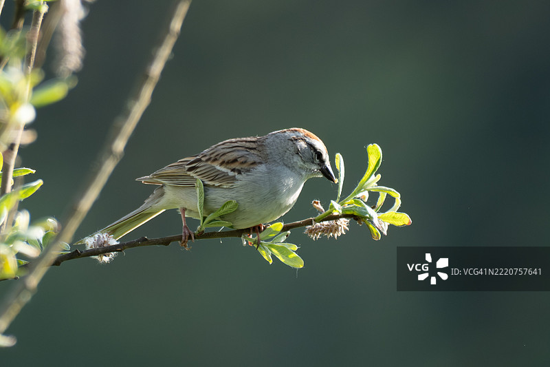歌曲麻雀栖息在植物上的特写，华盛顿州博塞尔，美国图片素材