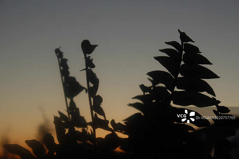 日落时分，德克萨斯州约瑟芬的天空下植物的剪影低角度视图图片素材
