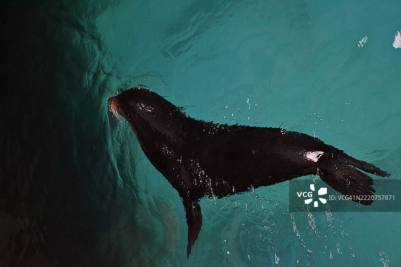高角度视图的海豹在海中游泳图片素材