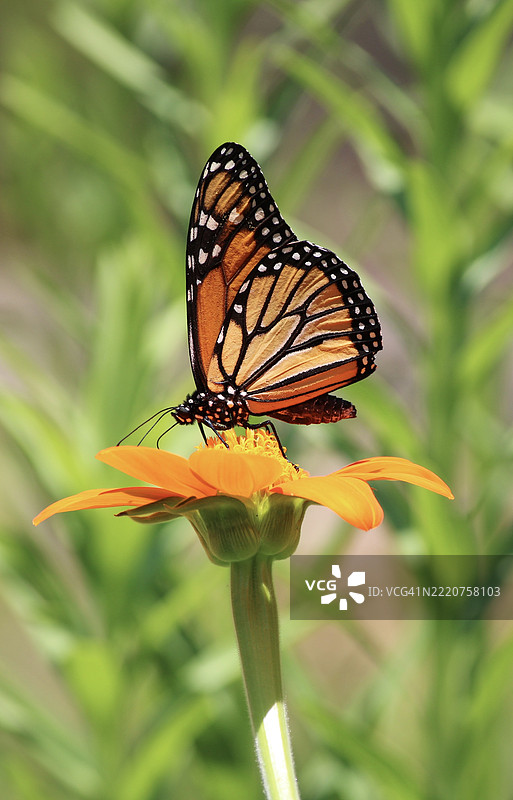 花朵上的蝴蝶特写，佛罗里达州拉戈，美国图片素材