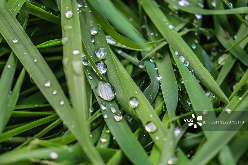 叶子上的雨滴特写图片素材
