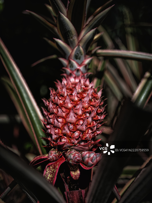 新加坡植物特写图片素材