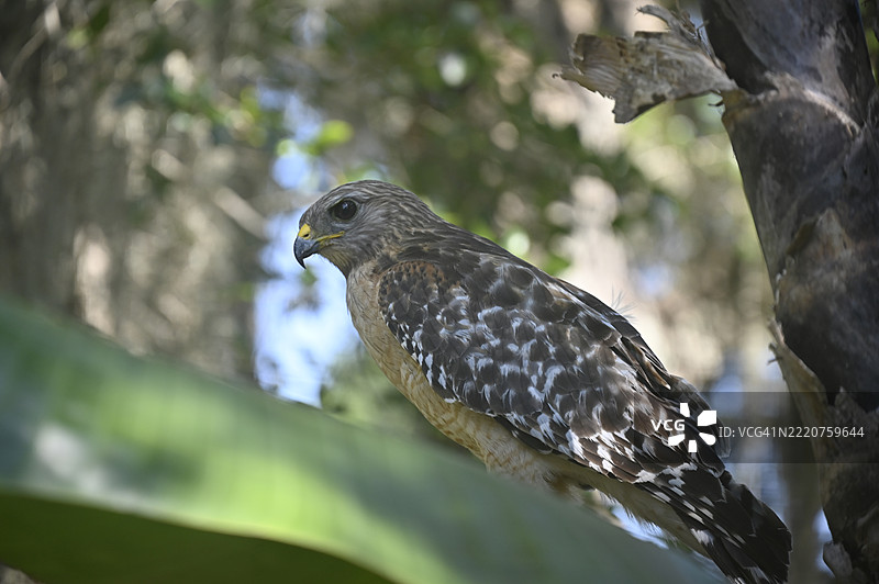 低角度视图的鸟栖息在树上，佛罗里达州，湖区，美国图片素材