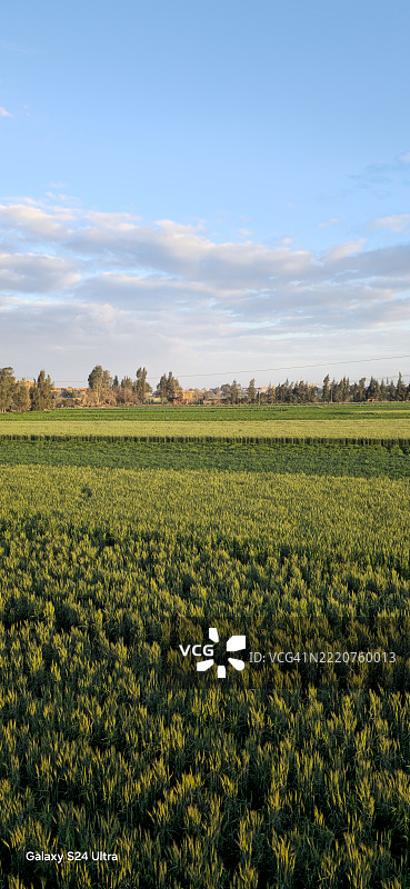 埃及天空下的田野美景图片素材