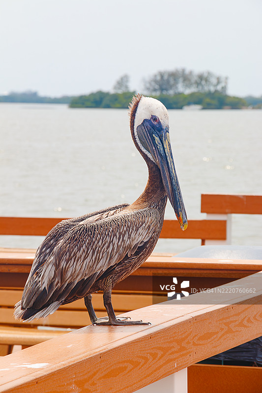 鹈鹕坐在木栈道的栏杆上图片素材