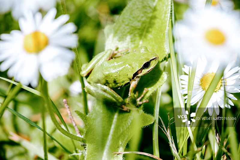 太平洋树蛙在地面上图片素材
