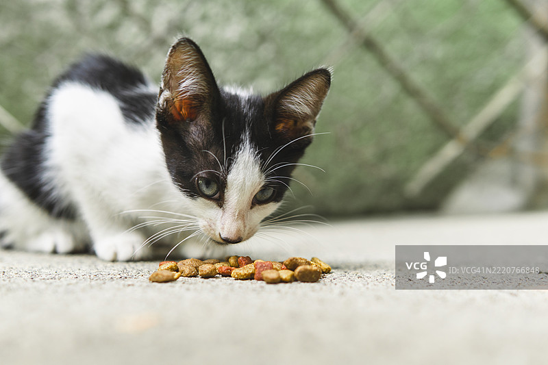可爱的 kitten 在户外享用美餐图片素材