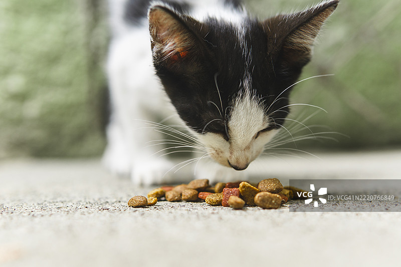 可爱的 kitten 正在享用干粮。图片素材