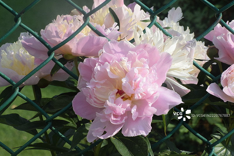 粉色花朵的特写图片素材