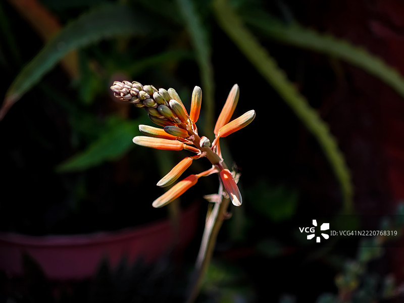 绝望是唯一可以生活的状态。——弗朗茨·卡夫卡图片素材