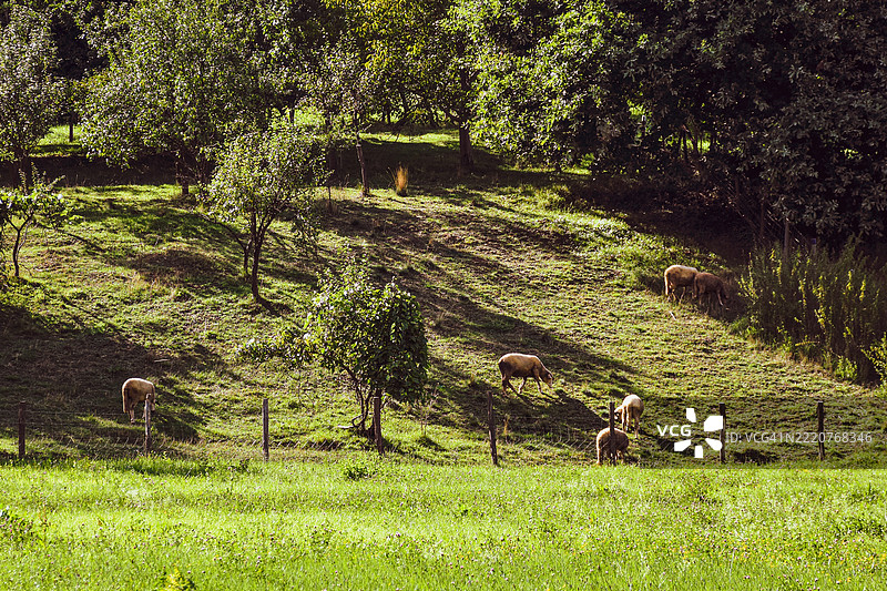 几只羊在围栏果园的山坡上吃草图片素材